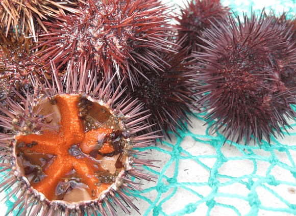 하늘색 그물 안에 가시가 가득한 성게 여러개가 있고, 한 개는 반으로 갈라져 주황색 속살이 보인다.