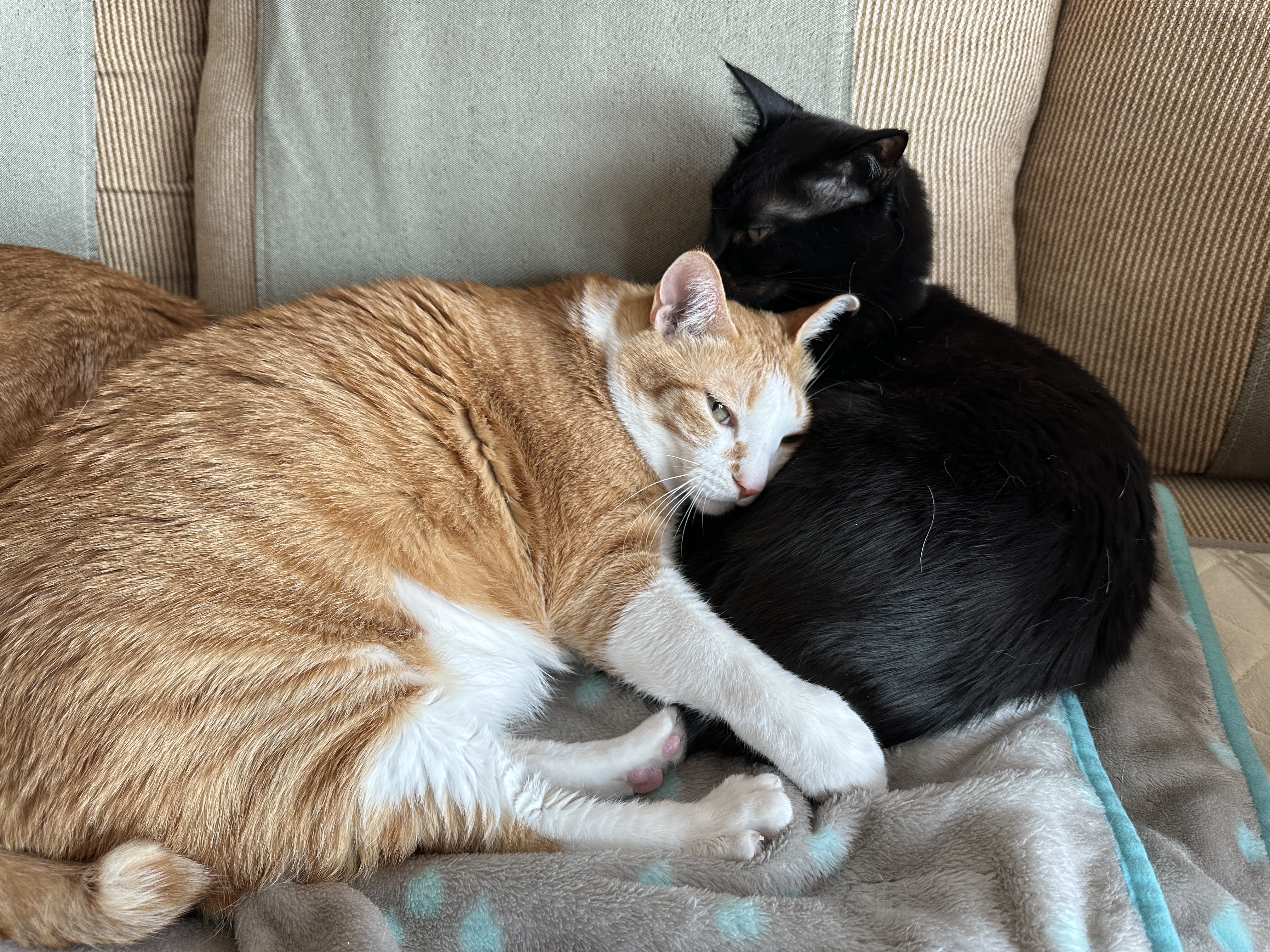 보면 마음이 따뜻해지는 다정한 냥냥이들 (feat.형아도 가끔은 동생한테 안길수 있지)