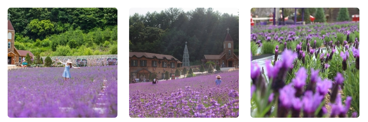 포천 허브아일랜드 입장료