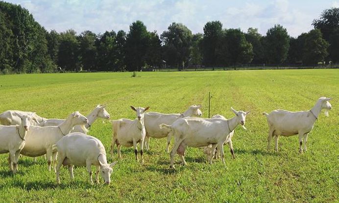 산양유-단백질-효능-추천-하이뮨
