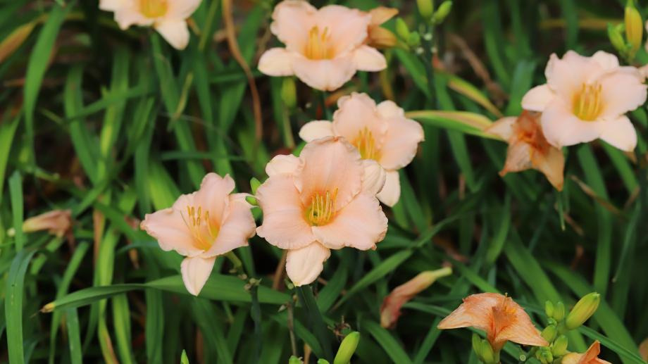 당진 삼선산수목원 나들이 가이드|입장료, 산책로, 가족 여행 꿀팁까지!