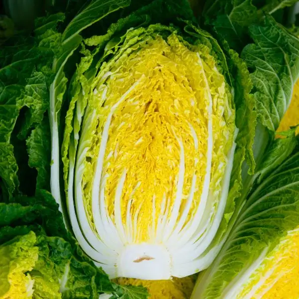 김장 절임배추 온라인 및 대형마트 사전예약