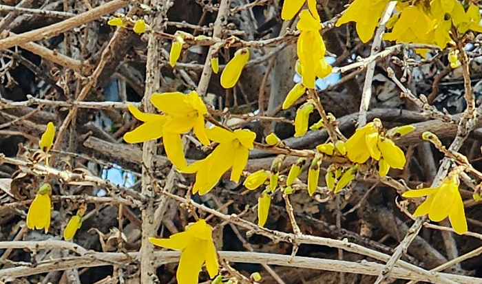 개나리 꽃