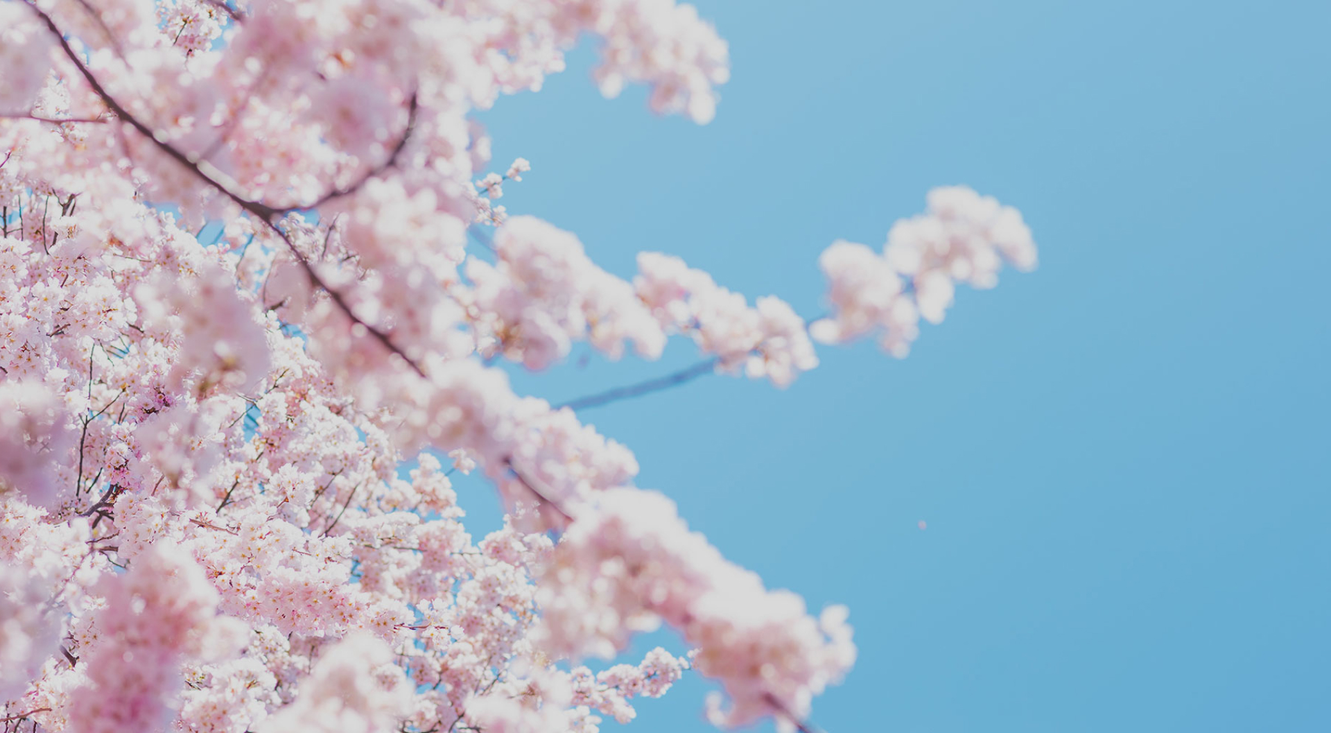 진해군항제 카카오T 셔틀버스 예약