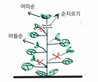 순지르기 기초 측지유도 키작게유지 공간효율 관리 팁_29