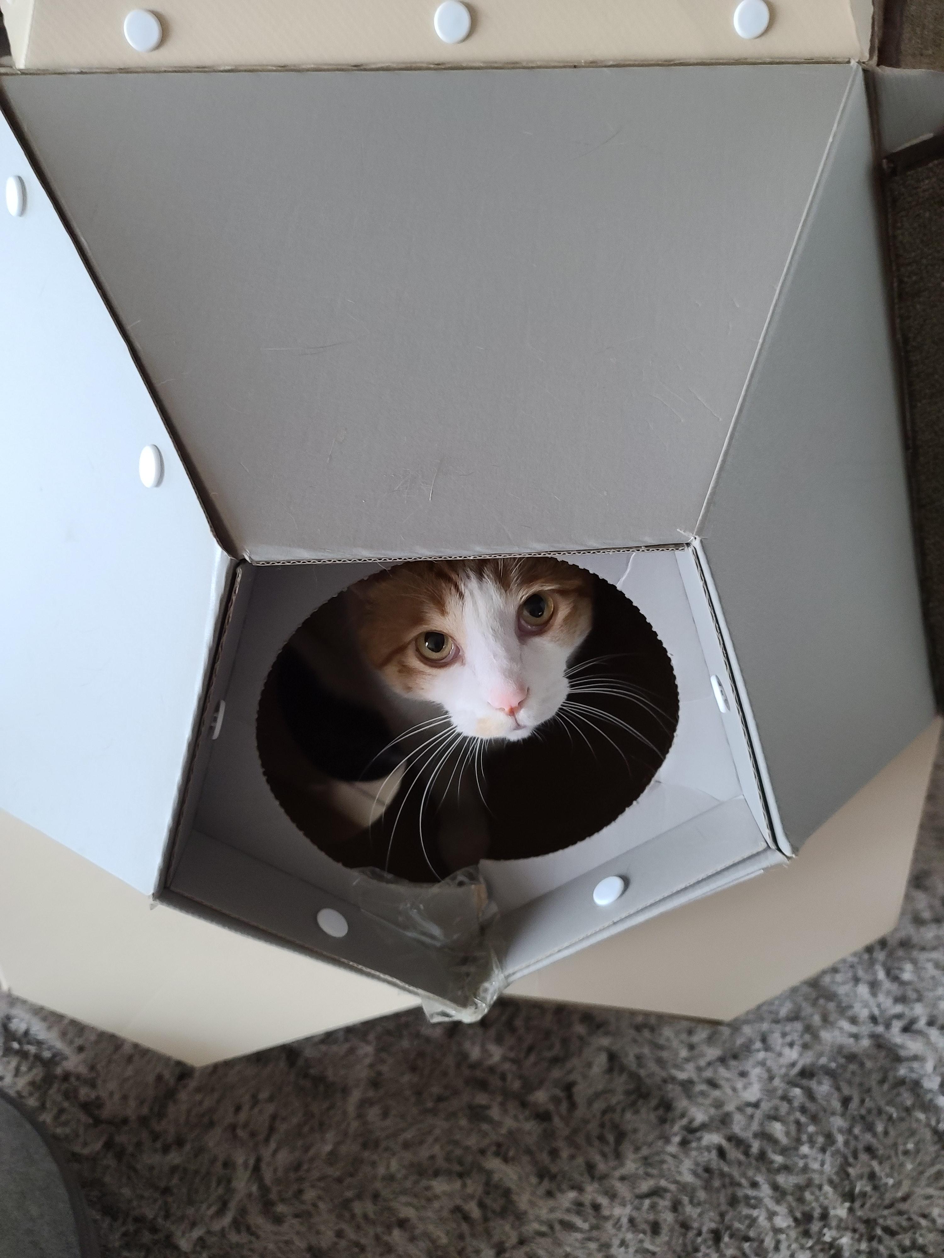 막둥이 삐용이의 요즘 근황.