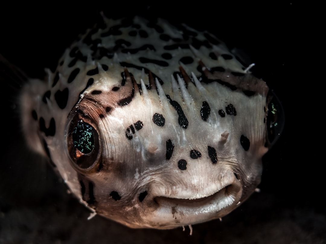 Puffer