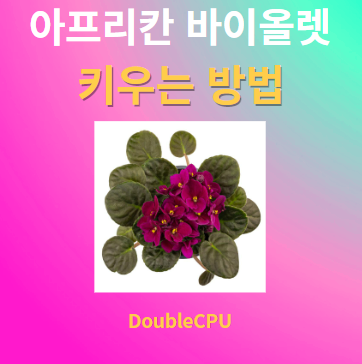 아프리칸 바이올렛 키우기 물주기