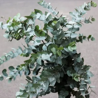 화분 잎마름 원인 햇빛부족 건조 과습 진단 맞춤 처방 가이드_12