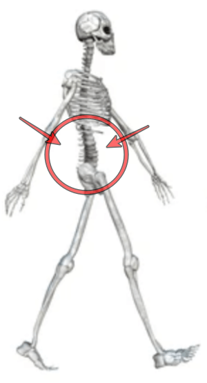 걷는-해부학-사진