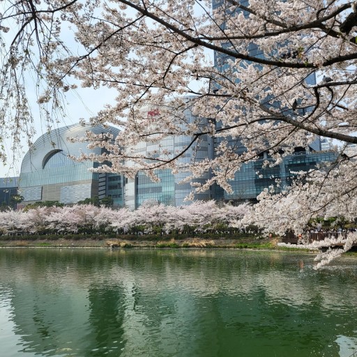석촌호수 주변에 만개한 벚꽃이 호수의 물결과 어우러져 아름다운 봄의 풍경을 만들어가는 모습. 벚꽃잎이 물에 반영되어 환상적인 분위기를 자아냅니다
