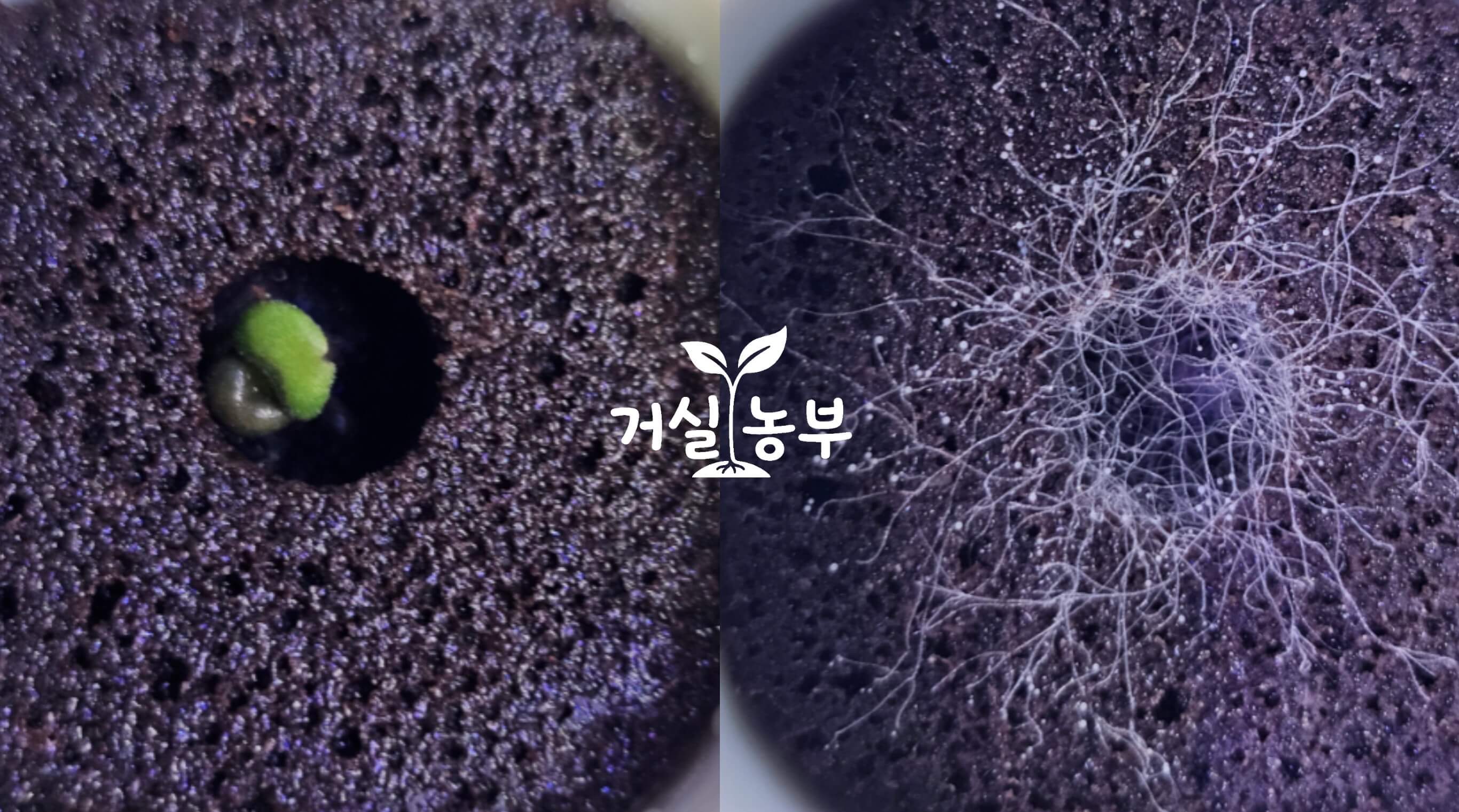 수경재배 배지에서 발아한 새싹과 하얗게 번진 곰팡이