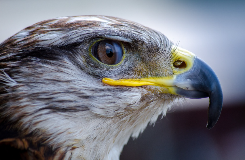 독수리 꿈 해몽, 꿈풀이