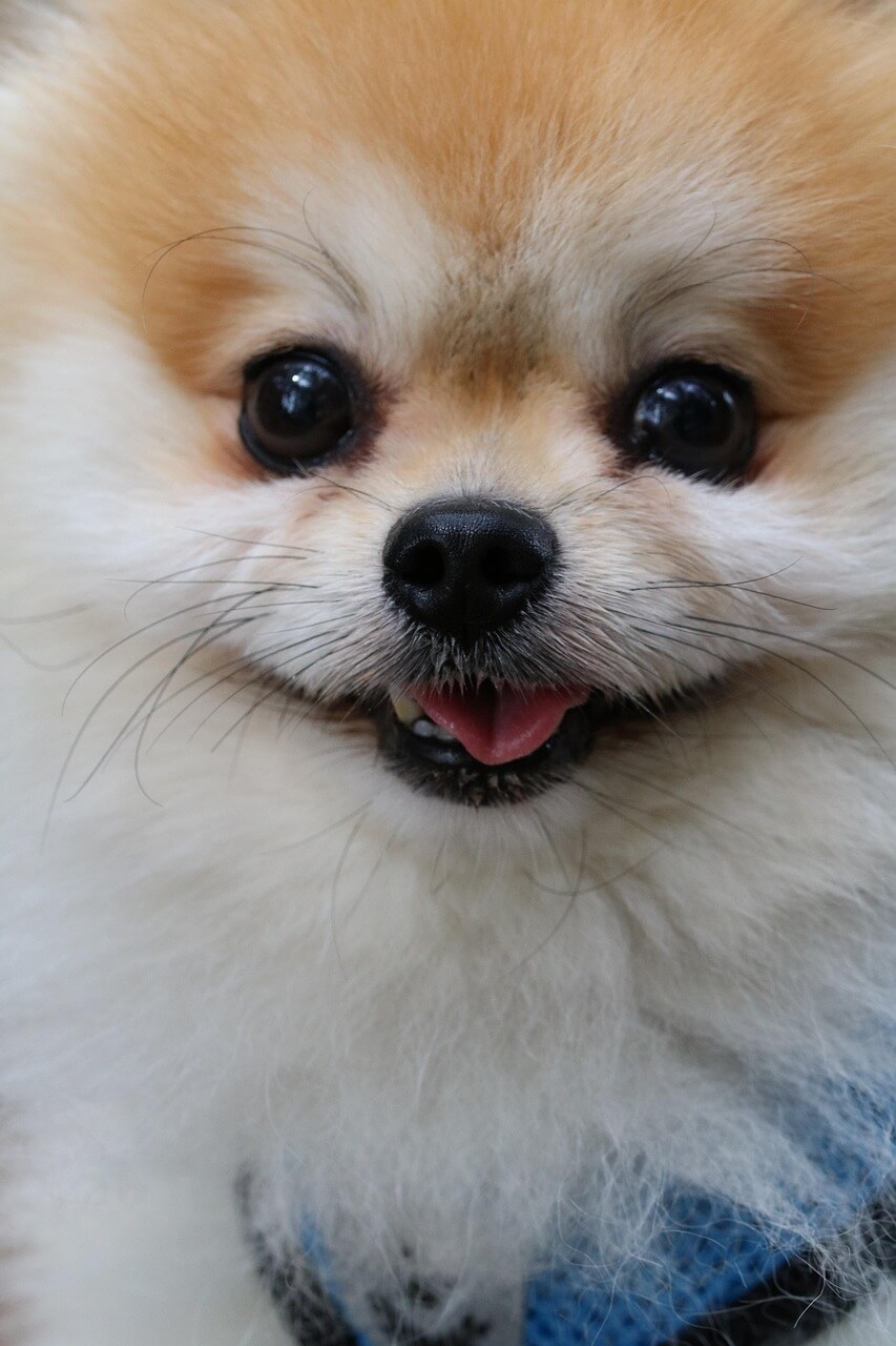 반려동물의 사진 삭제해야할까