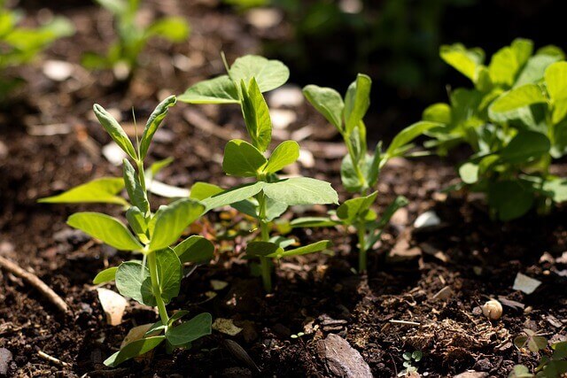 3월 파종작물&amp;#44; 심는작물 총정리