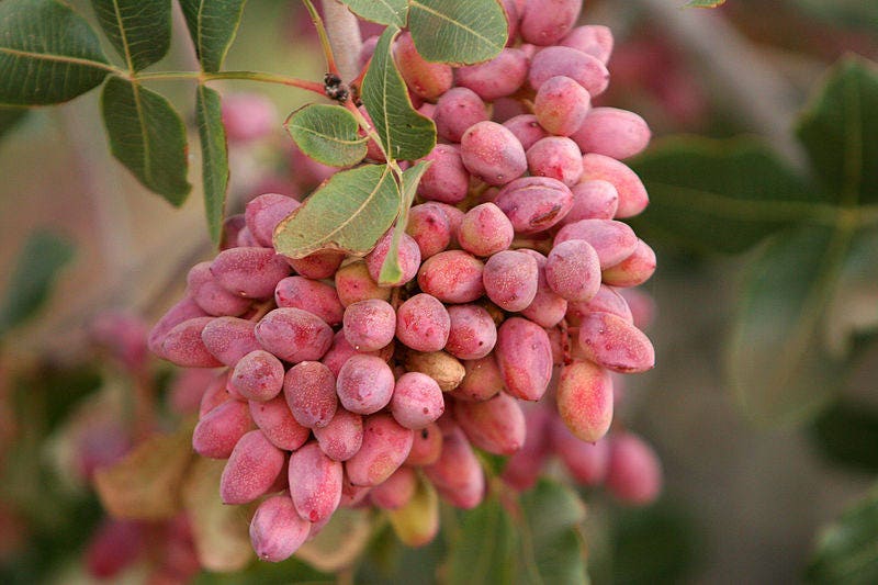 피스타치오(Pistachio) 효능 및 기본 정보