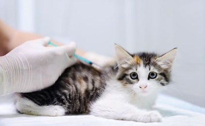 주사를 맞는 아기 고양이.