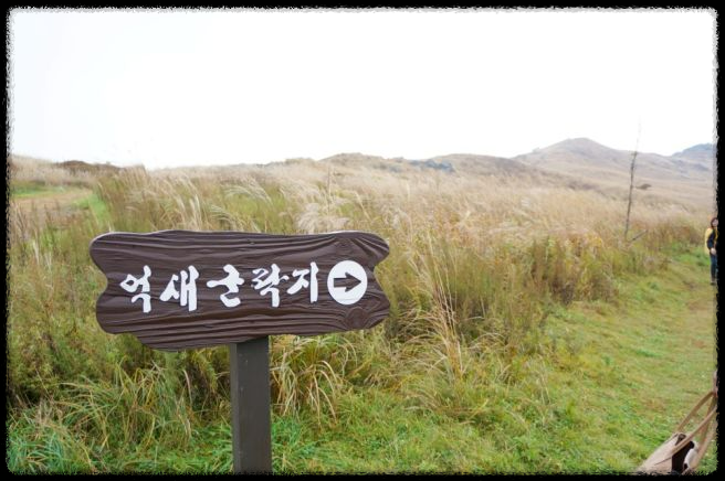 황매산 억새축제&amp;#44; 놓치면 후회할 필수 정보!