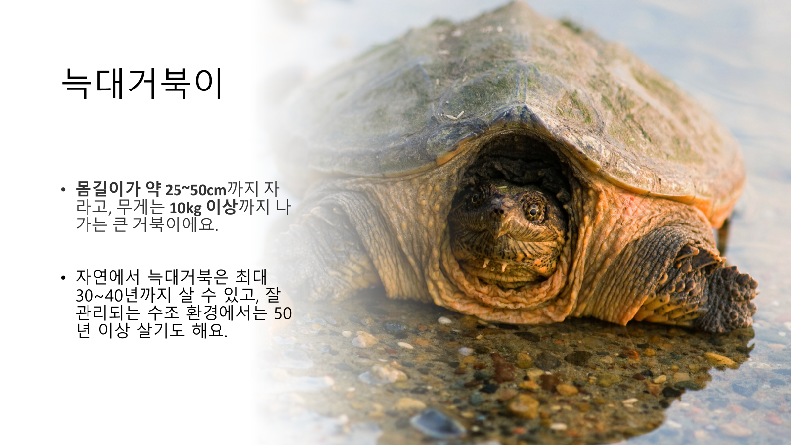 늑대거북이 크기 및 수명