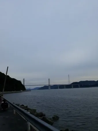 마산 해안도로 5월의 꽃 다정큼나무 산딸나무 해당화_20