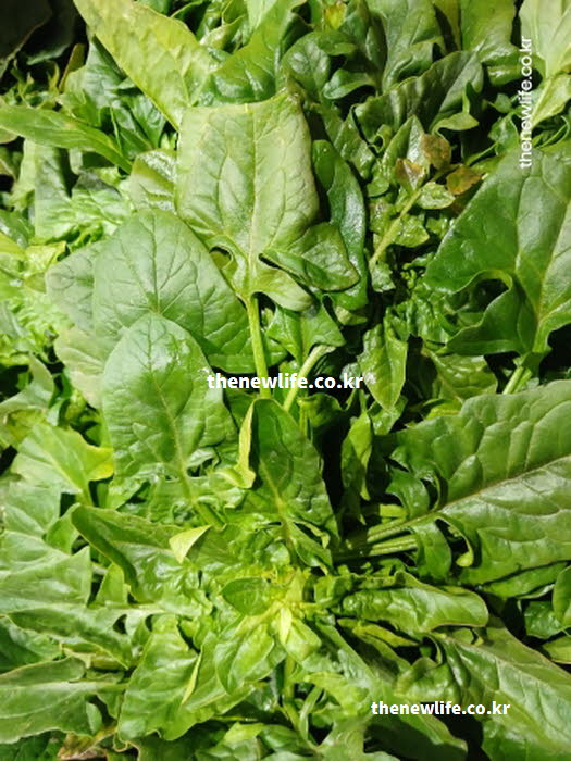 시금치 효능으로 시력 보호에 탁월한 루테인과 제아잔틴을 보여주는 실사진