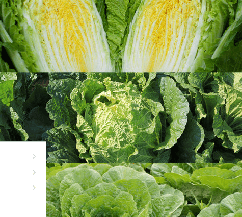 강원도 고랭지 절임배추