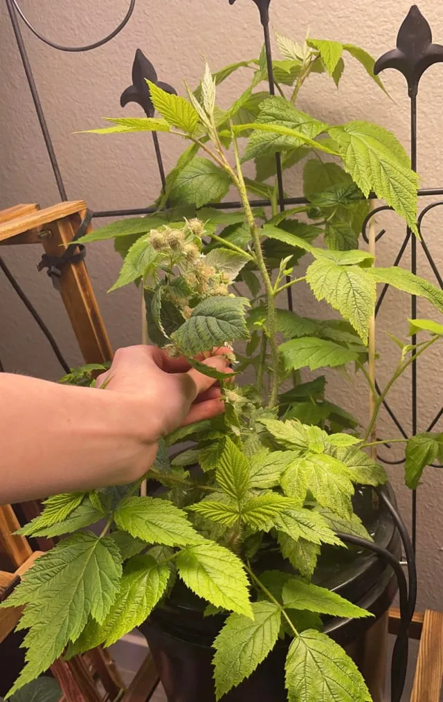 라즈베리 재배 지주 설치 가지 전정 순 지르기_4