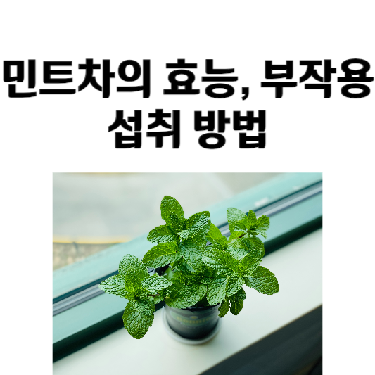 민트차의 효능 및 부작용, 섭취 방법