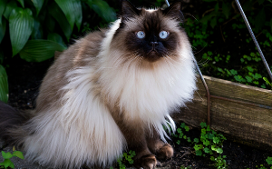 히말라얀 (Himalayan)