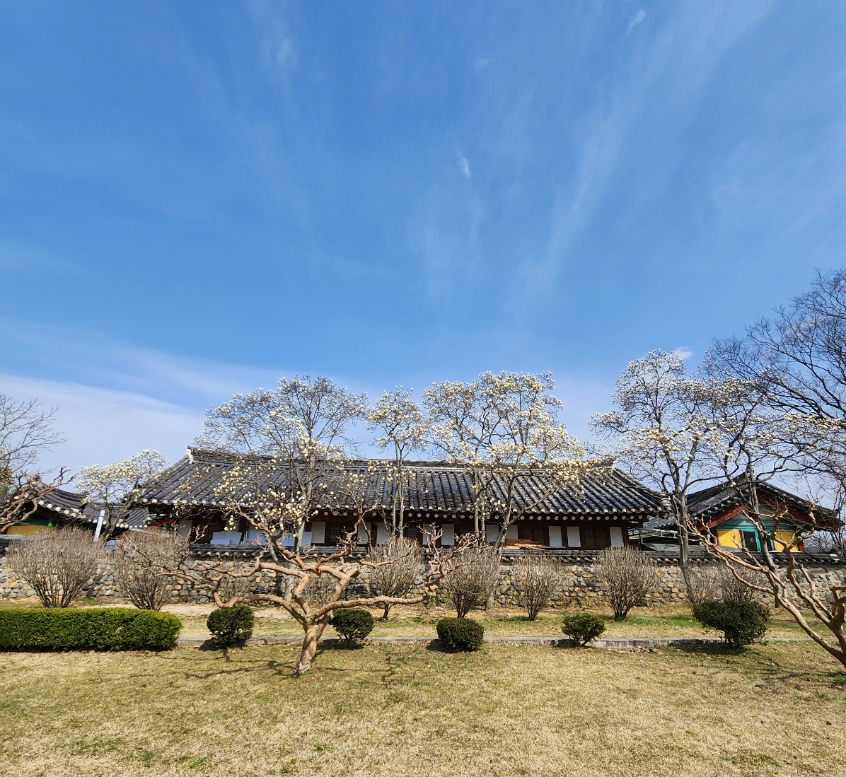 경주-오릉-목련-포토존
