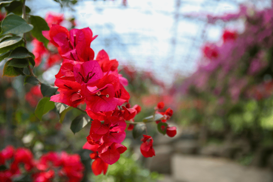 부겐빌레아 축제