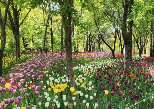 서울숲 튤립 외의 각종 꽃들