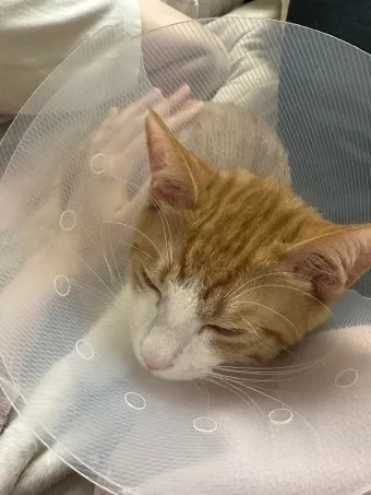 고양이 중성화 비용 수술시기 관리_14