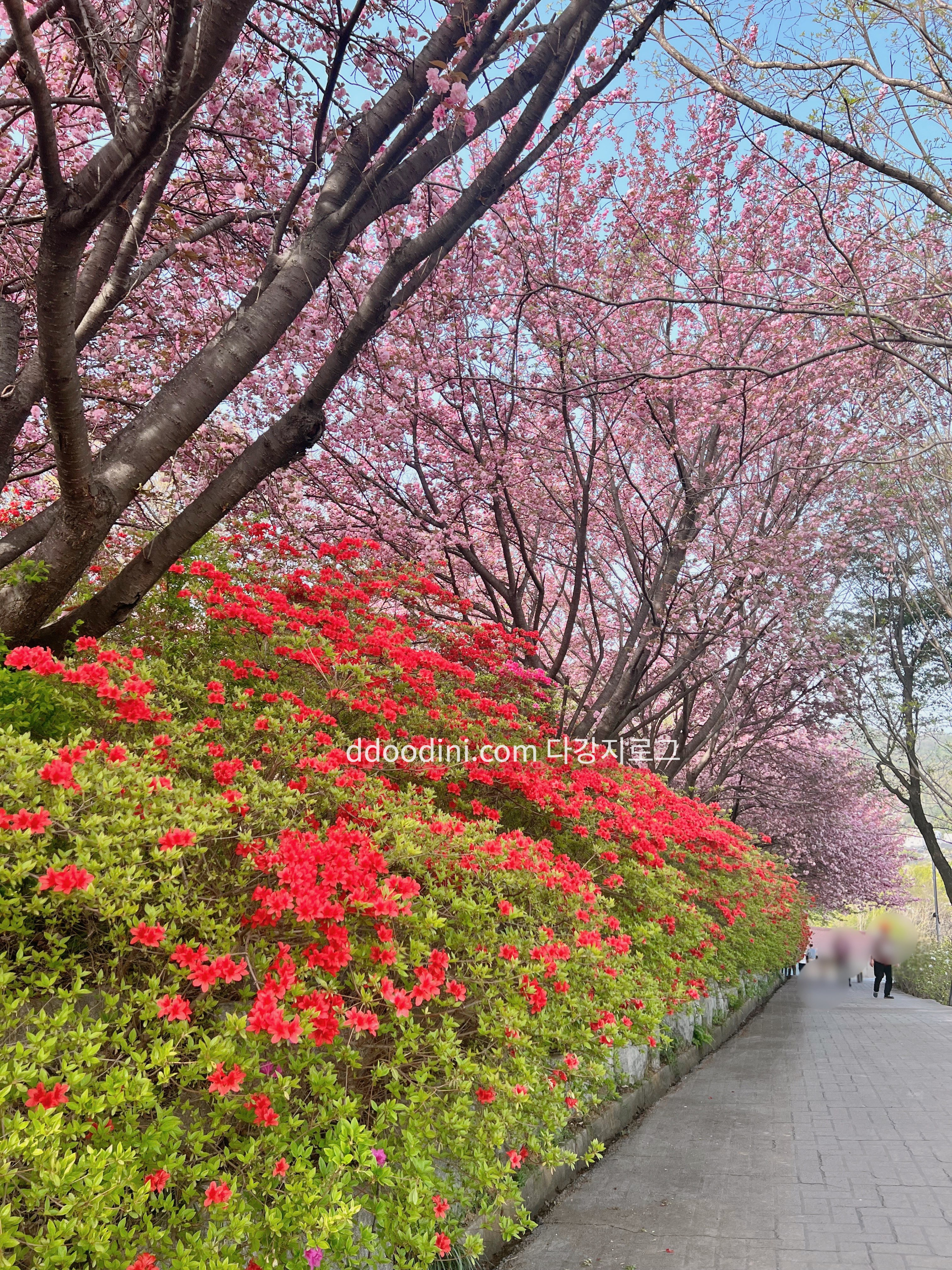 전주 완산꽃동산 철쭉