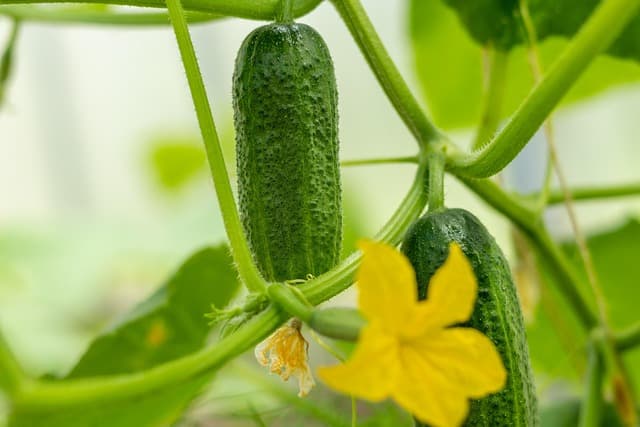 EM용액을 활용한 친환경 방제 루틴