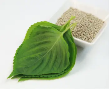 국산 들깨 가격 시세, 효능과 영양성분