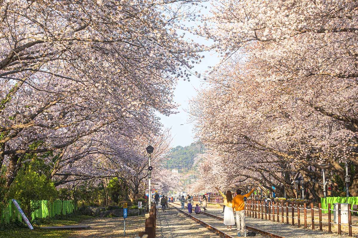진해 경화역 벚꽃/