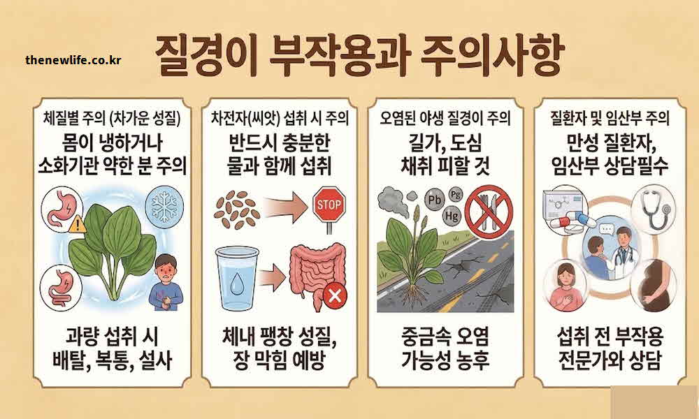 질경이 효능 부작용 주의사항