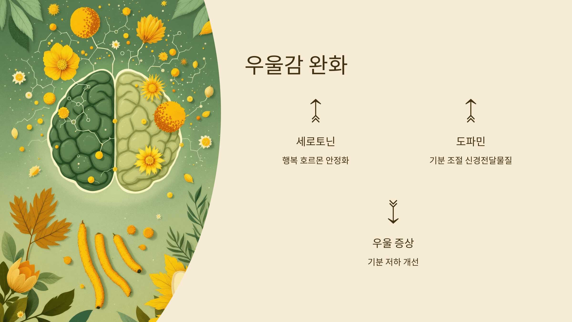 강황가루 사진입니다.