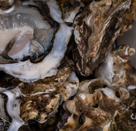 굴 효능 부작용 칼로리