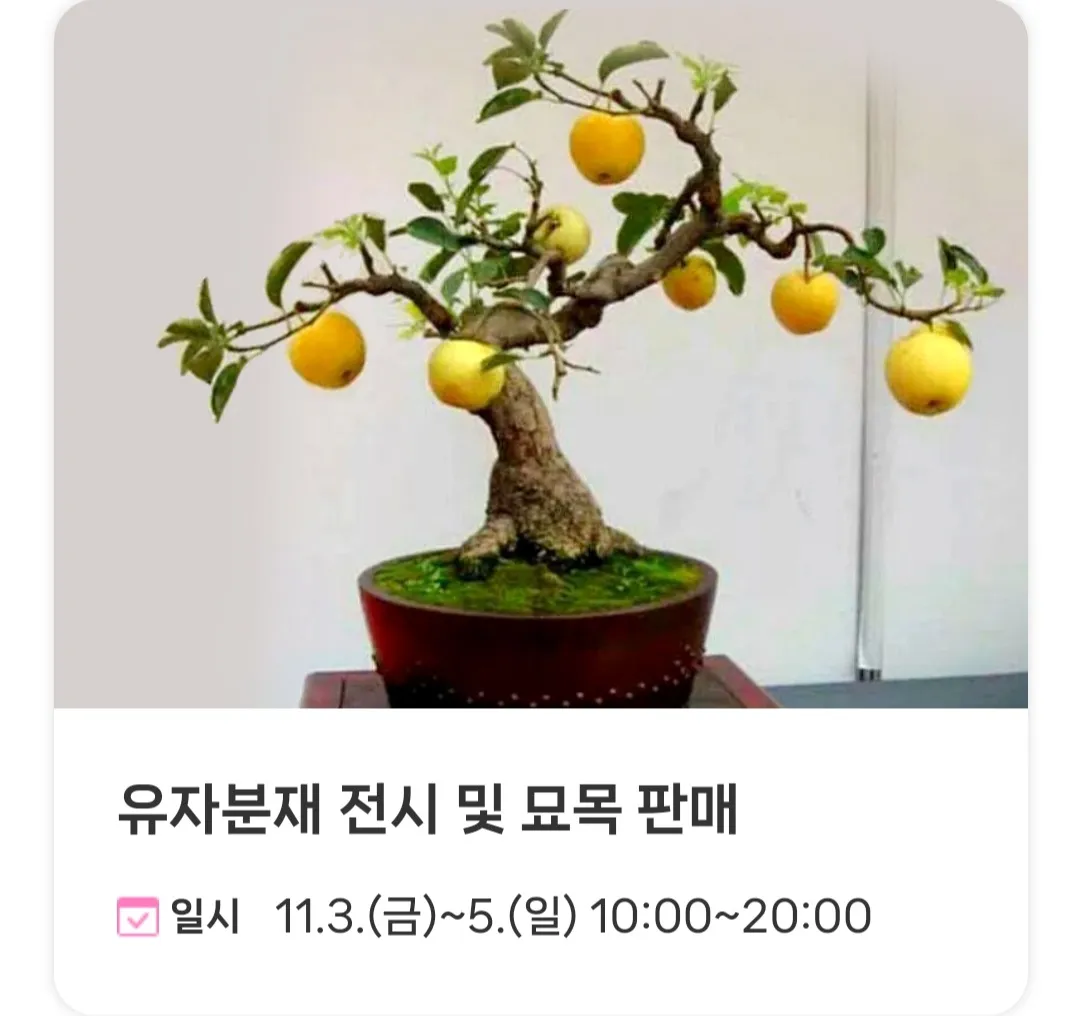 고흥유자축제 - 체험/참여 프로그램 : 유자분재 전시 및 묘목 판매