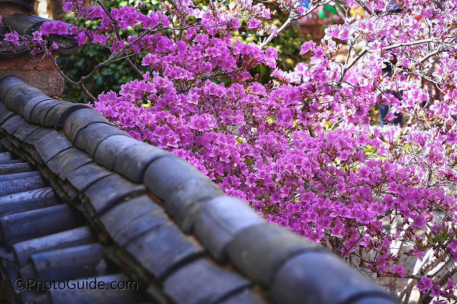 순천-선암사-포토가이드