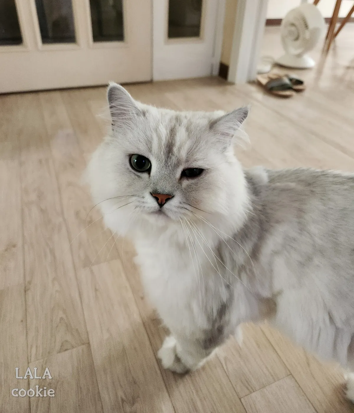 고양이-눈병-결막염-각막염-증상-왼쪽-눈을-반쯤-감은-상태