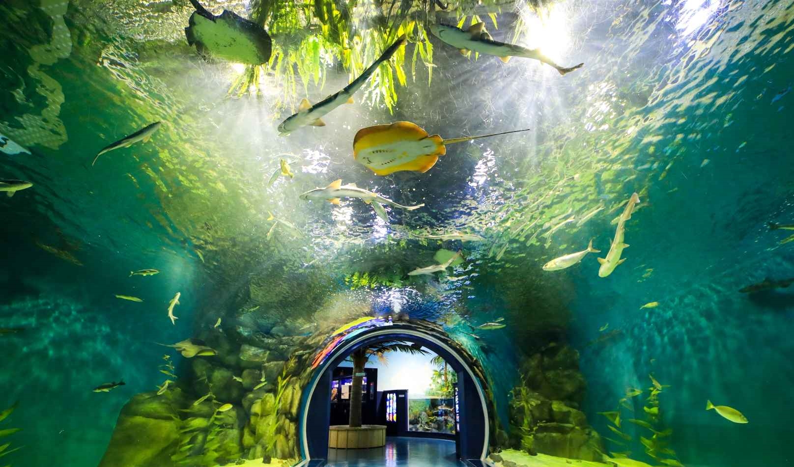 경포 아쿠아리움