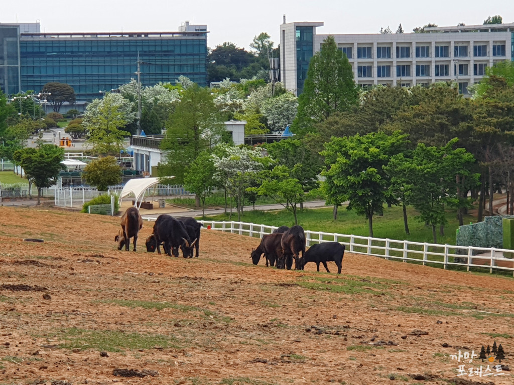 안성 팜랜드 동물