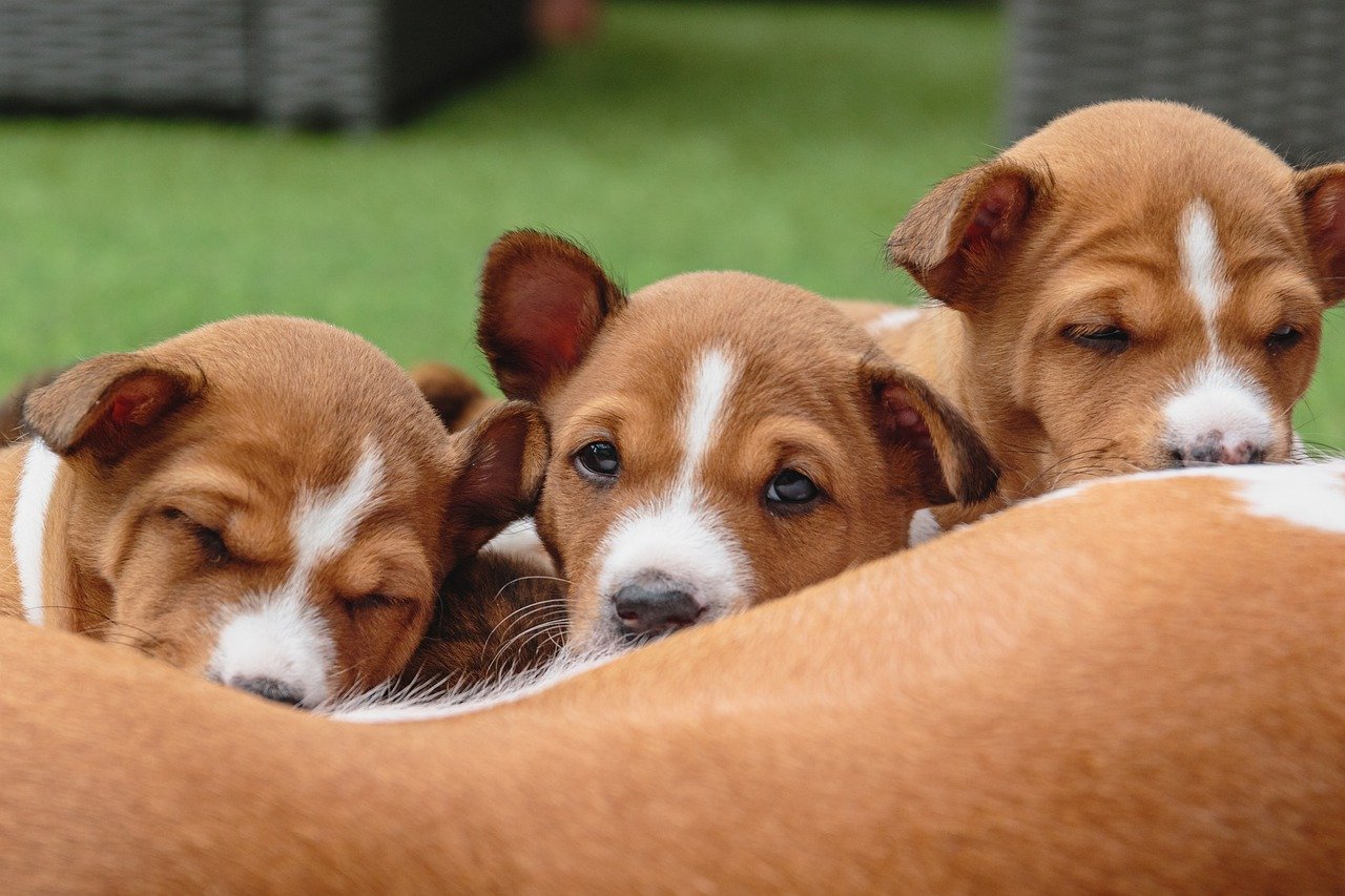 바센지(Basenji)2