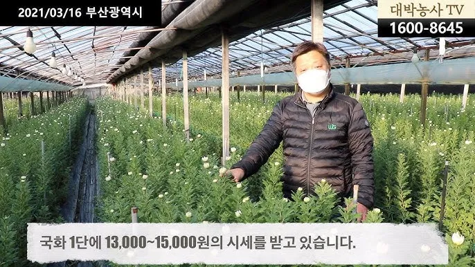 국화 재배 절화용 키우기 생장 조절 개화 유도_5