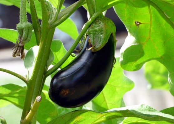 가을가지의효능및보관방법