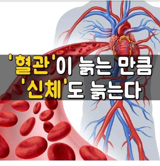 혈관건강 중요성