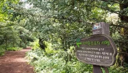 비자림 사진